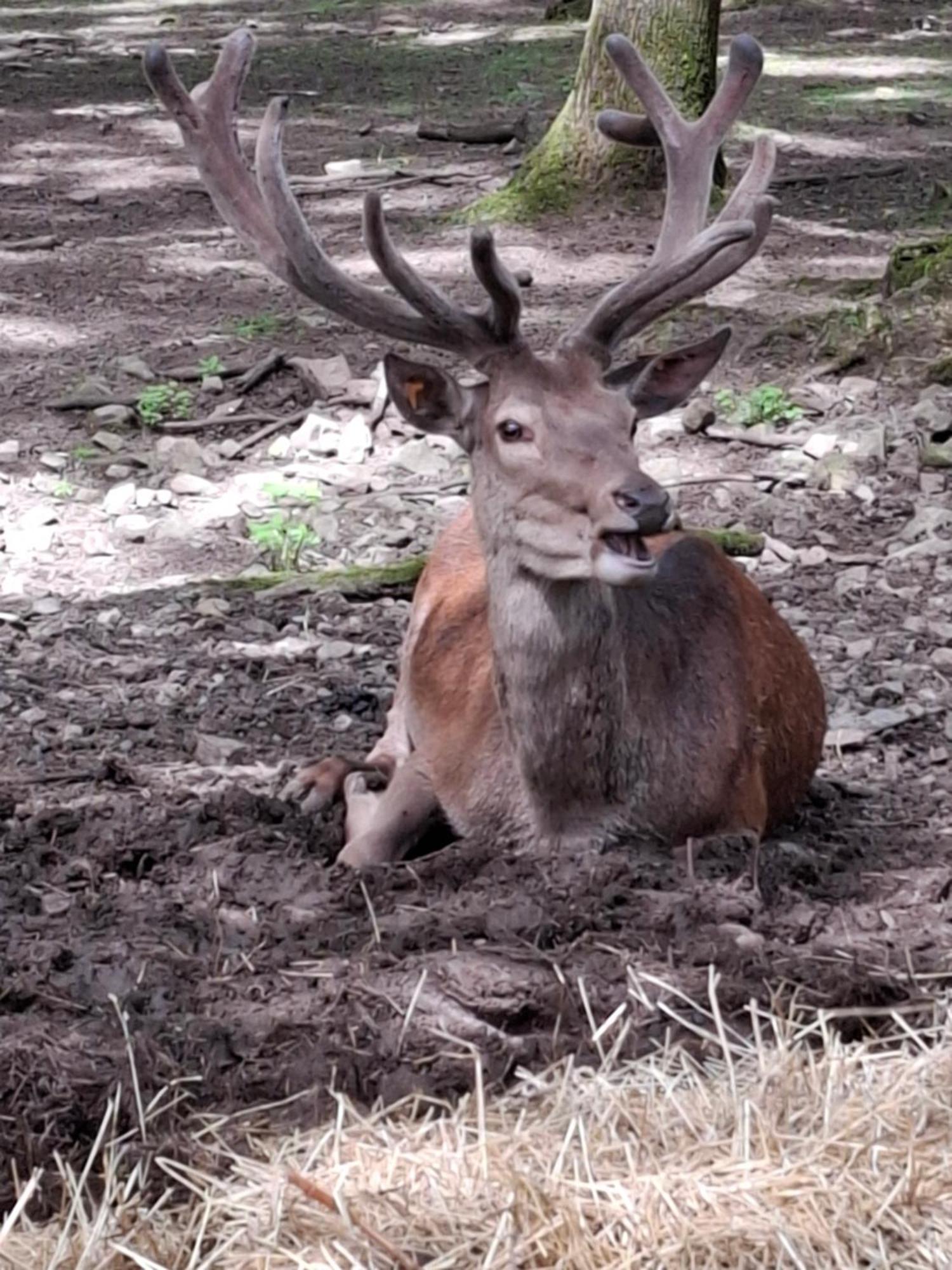 Het Vlindertje Villa Durbuy Bagian luar foto