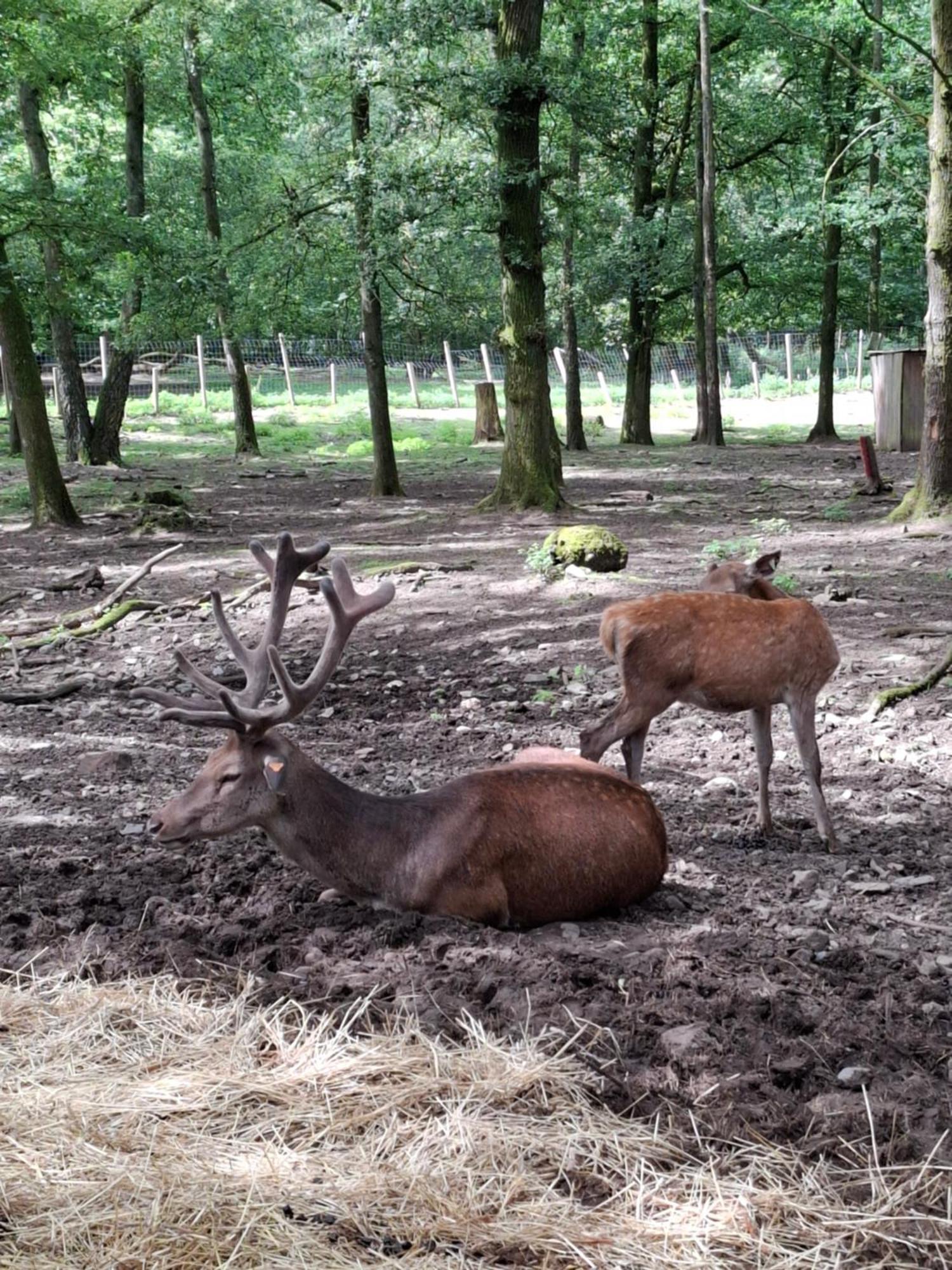 Het Vlindertje Villa Durbuy Bagian luar foto